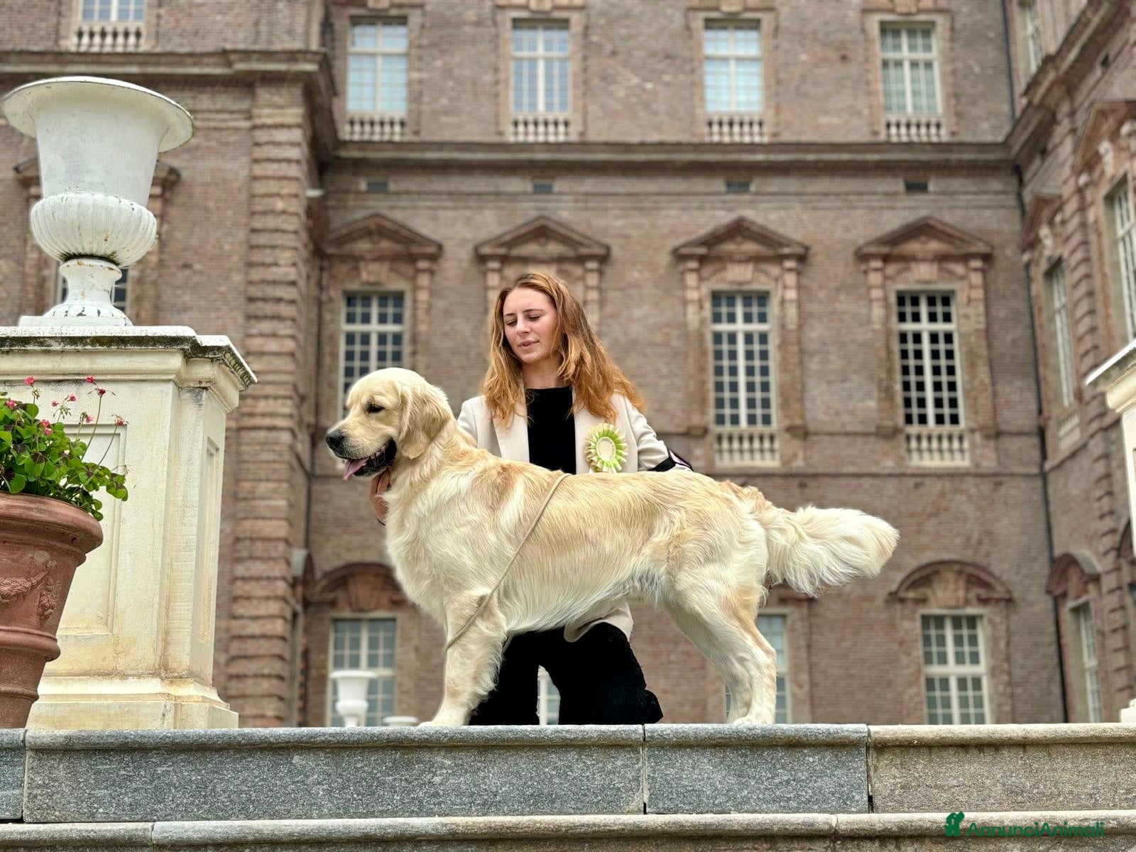Golden Retriever cani per accoppiamento: Golden Retriever per accoppiamenti  - Annuncio 1