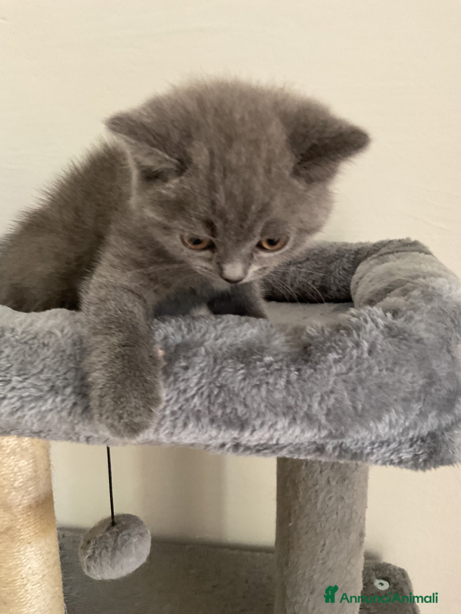 Scottish gatti in vendita: Gattino scottish - Annuncio 6