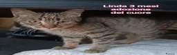 Europeo gatti in regalo: GATTINI ABBANDONATI: URGENTE  - Annuncio 4