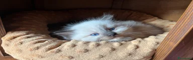 Ragdoll Gattino 1