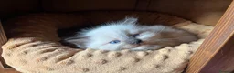 Ragdoll gatti in vendita: Ragdoll maschietti Red e Seal con pedigree - Annuncio 24