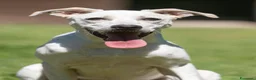 Meticcio cani in regalo: APOLLO L'ESTATE E' PASSATA ED E' ANCORA IN CANILE - Annuncio 1
