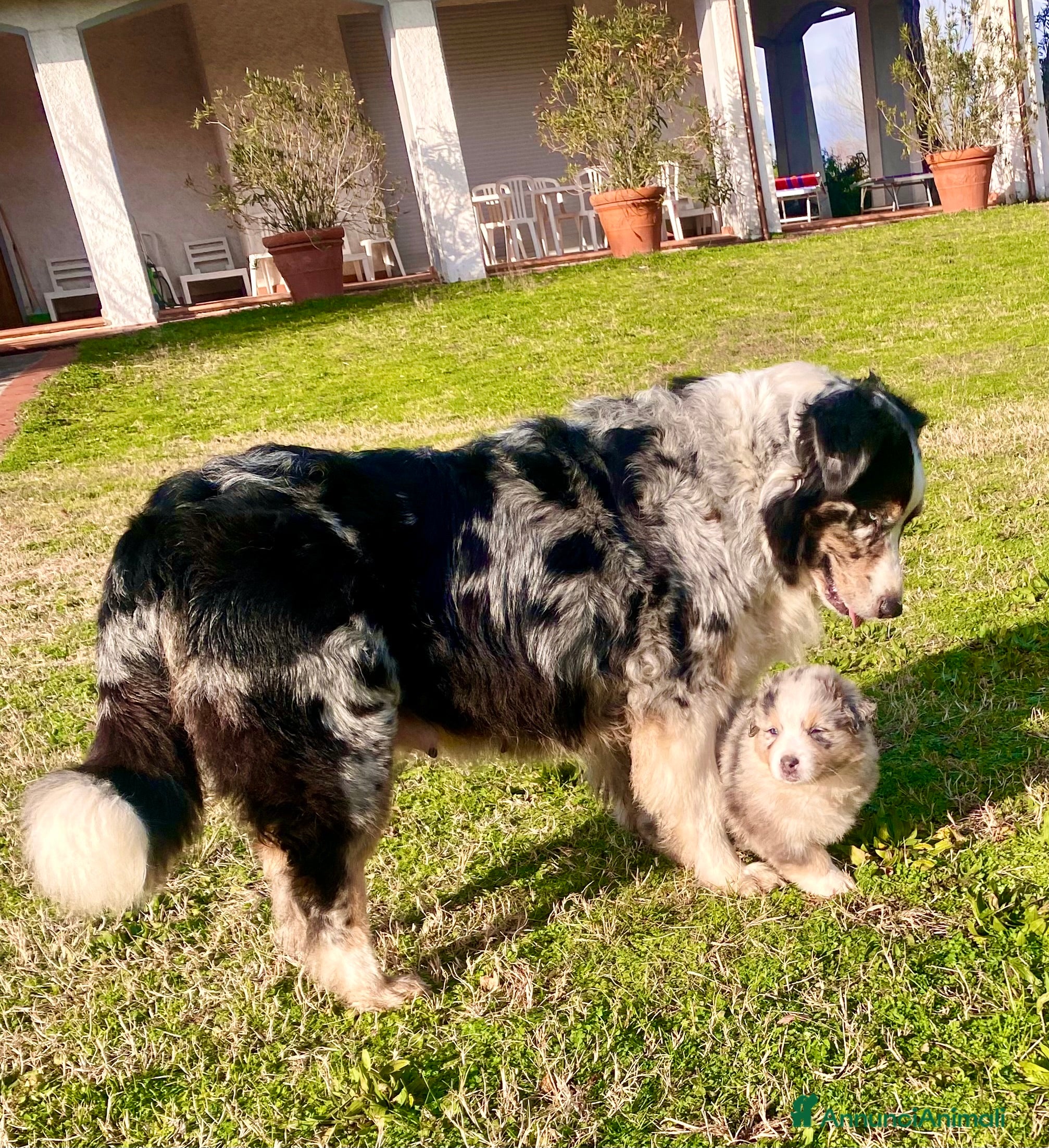 Australian Shepherd cani Australian Shepherd pastore australiano maschio - Annuncio 2