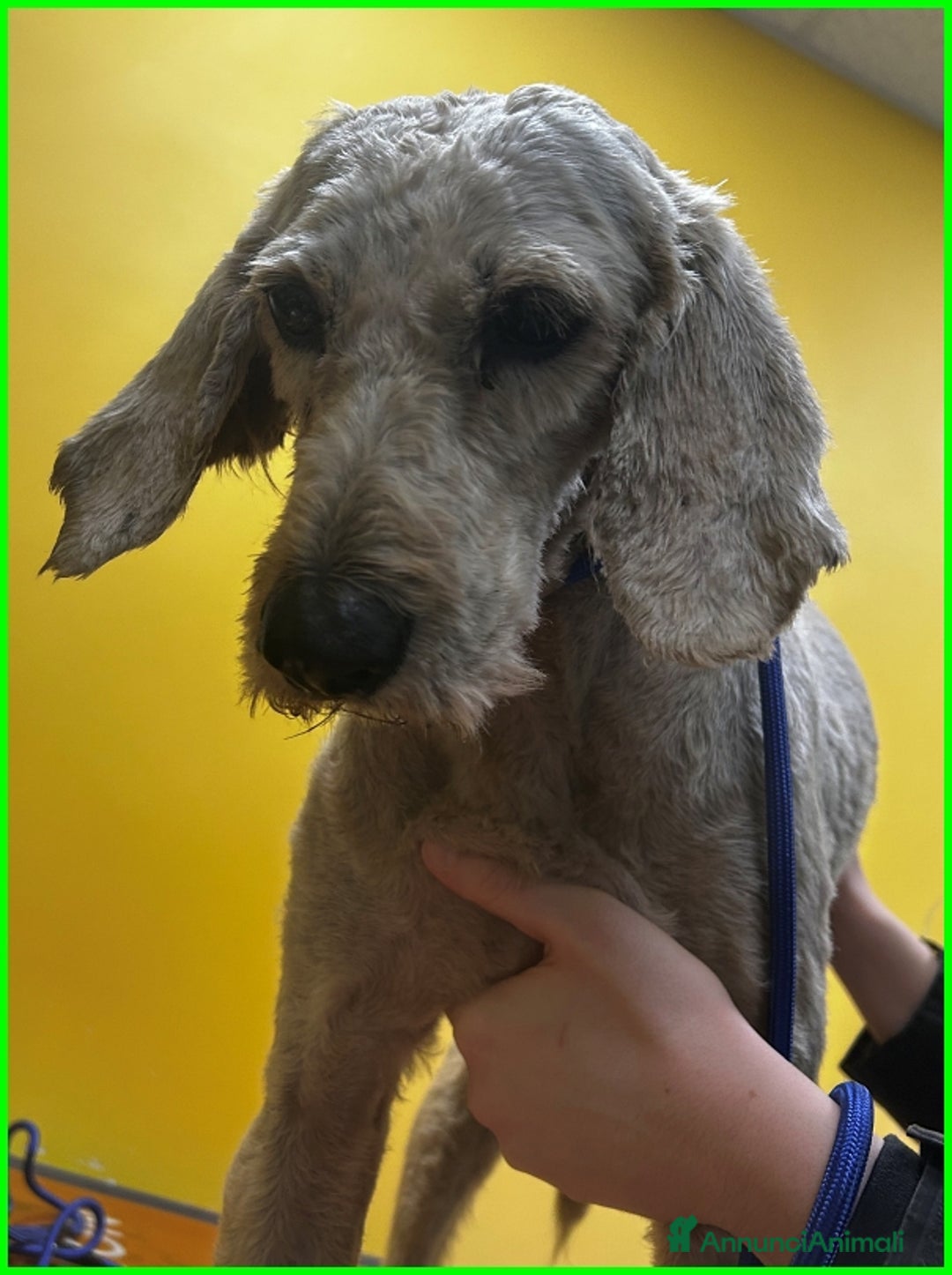 Lagotto cani in regalo: ALDO, DOLCE SIMIL LAGOTTINO 4 ANNI, UNA VITA NEGAT - Immagine 13