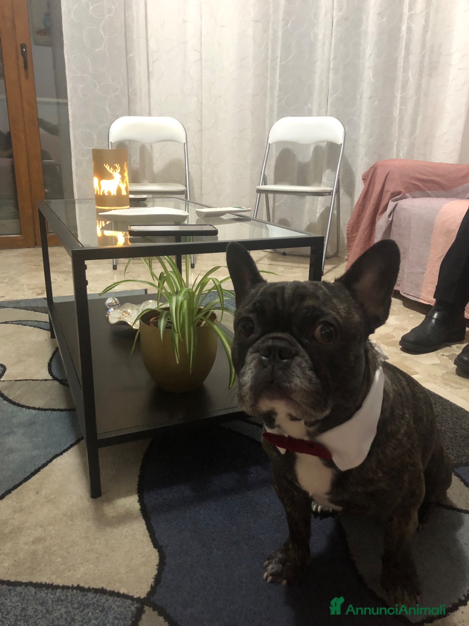 Bulldog Francese cani Tommy cerca fidanzata  - Annuncio 1