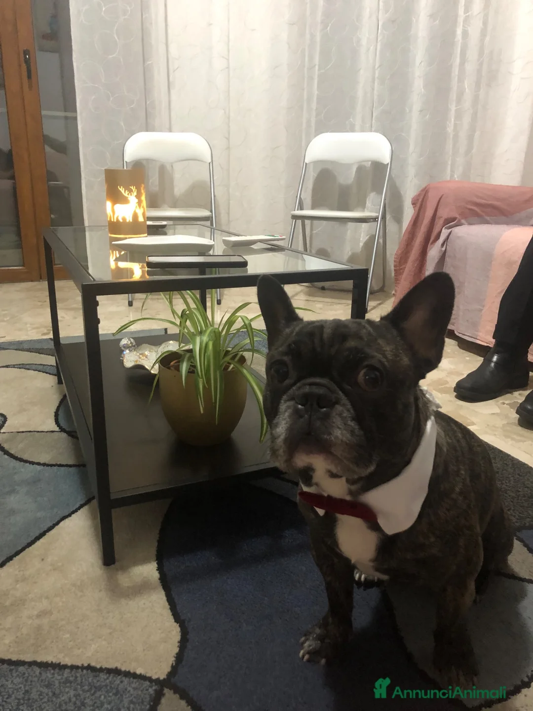 Bulldog Francese cani per accoppiamento: Tommy cerca fidanzata  a Città metropolitana di Milano - Annuncio 1