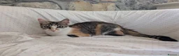 Meticcio gatti in regalo: Quattro gattini stupendi cercano casa - Annuncio 17