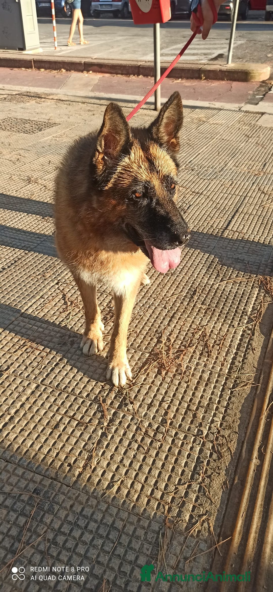 Pastore Tedesco cani in regalo: Cloe, pastore dal cuore grande - Annuncio 20