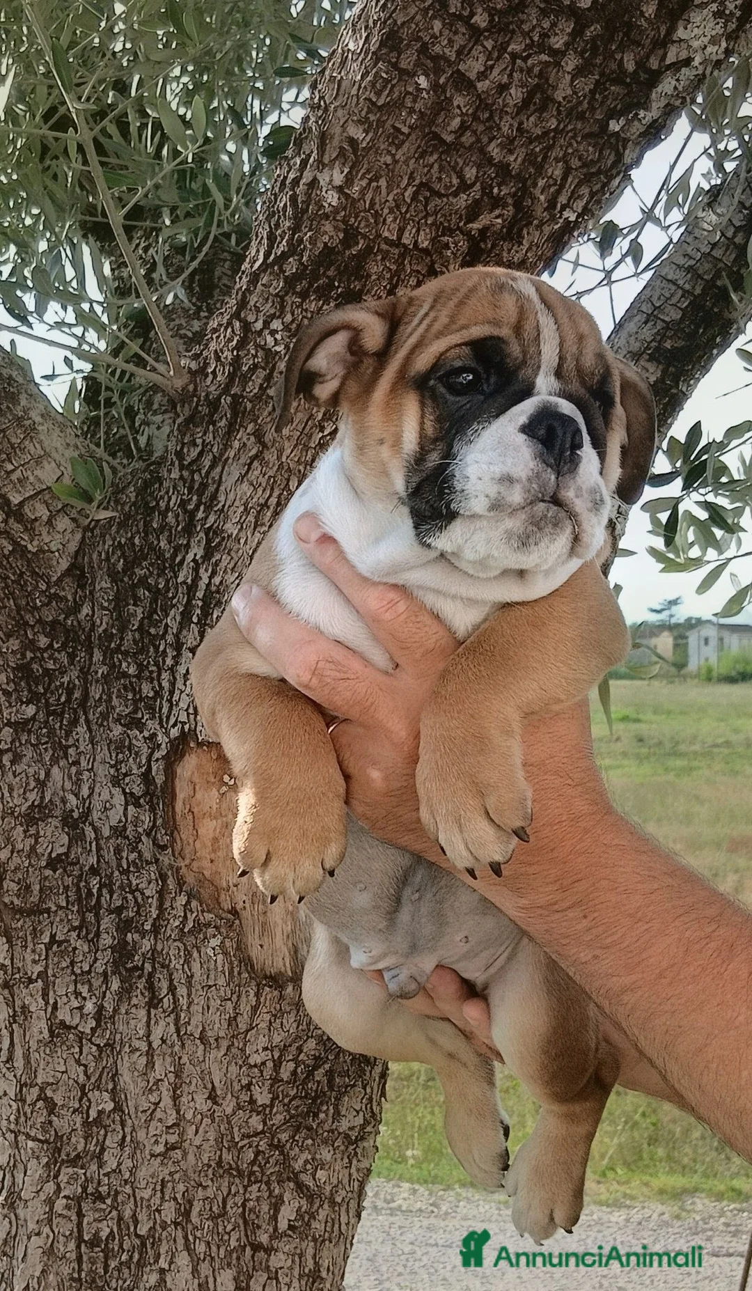 Bulldog cani in vendita: Cuccioli Bulldog Inglese  - Annuncio 2