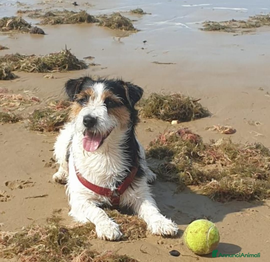Jack Russell cani BART CERCA MOGLIE  - Annuncio 1