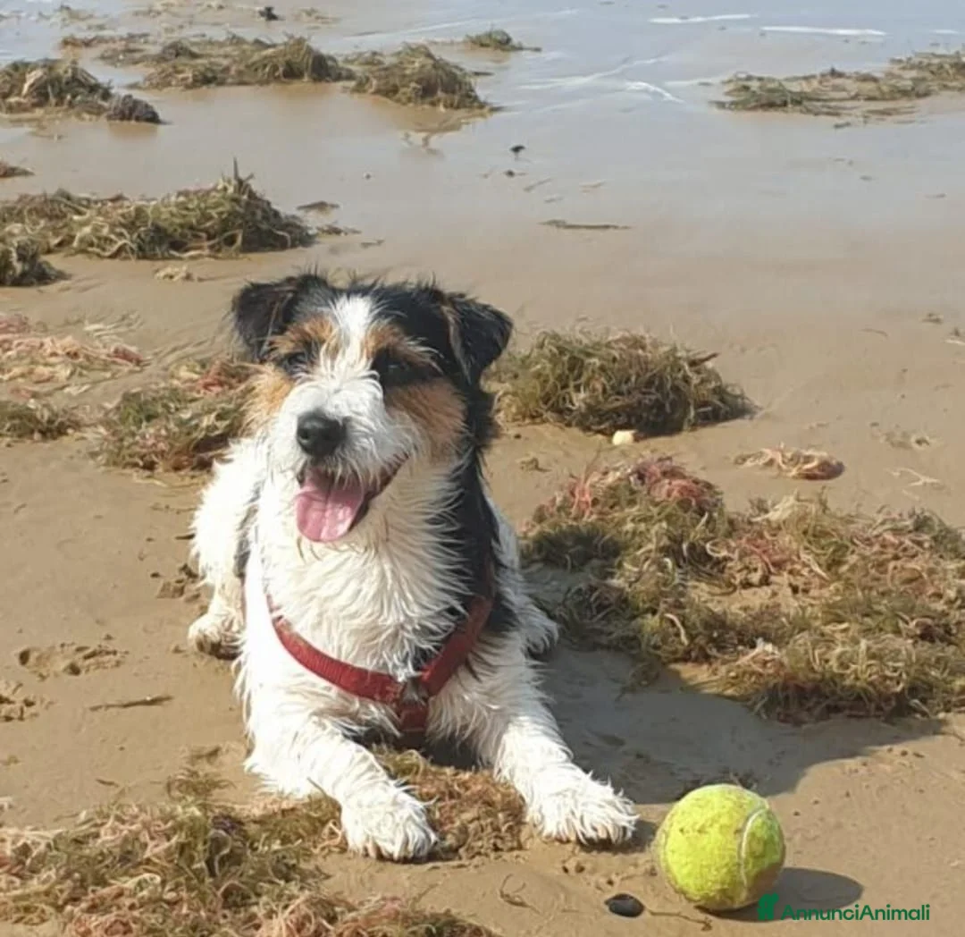 Jack Russell cani per accoppiamento: BART CERCA MOGLIE  - Annuncio 1