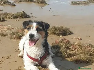Jack Russell cani BART CERCA MOGLIE - Annuncio 1