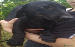 Bassotto cani in vendita: Bassotto  a Città metropolitana di Roma Capitale - Immagine 1