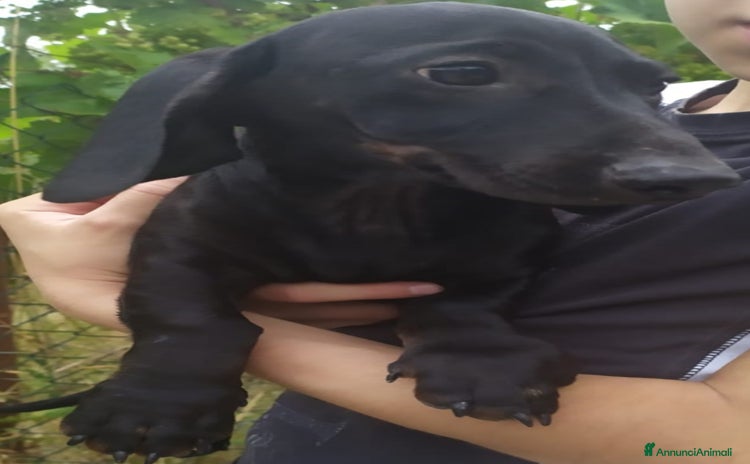 Bassotto cani a Città metropolitana di Roma Capitale - Annuncio 3