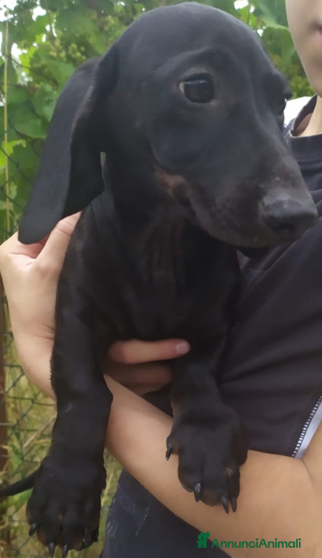 Bassotto cani in vendita: Bassotto  a Città metropolitana di Roma Capitale - Immagine 1