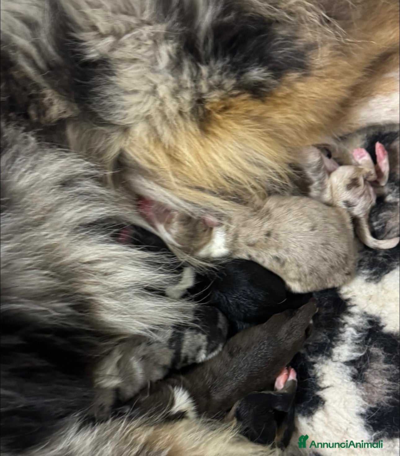 Australian Shepherd cani Cucciola pastore australiano  - Annuncio 27