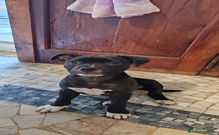 Staffordshire cani a Provincia del Verbano-Cusio-Ossola - Annuncio 2