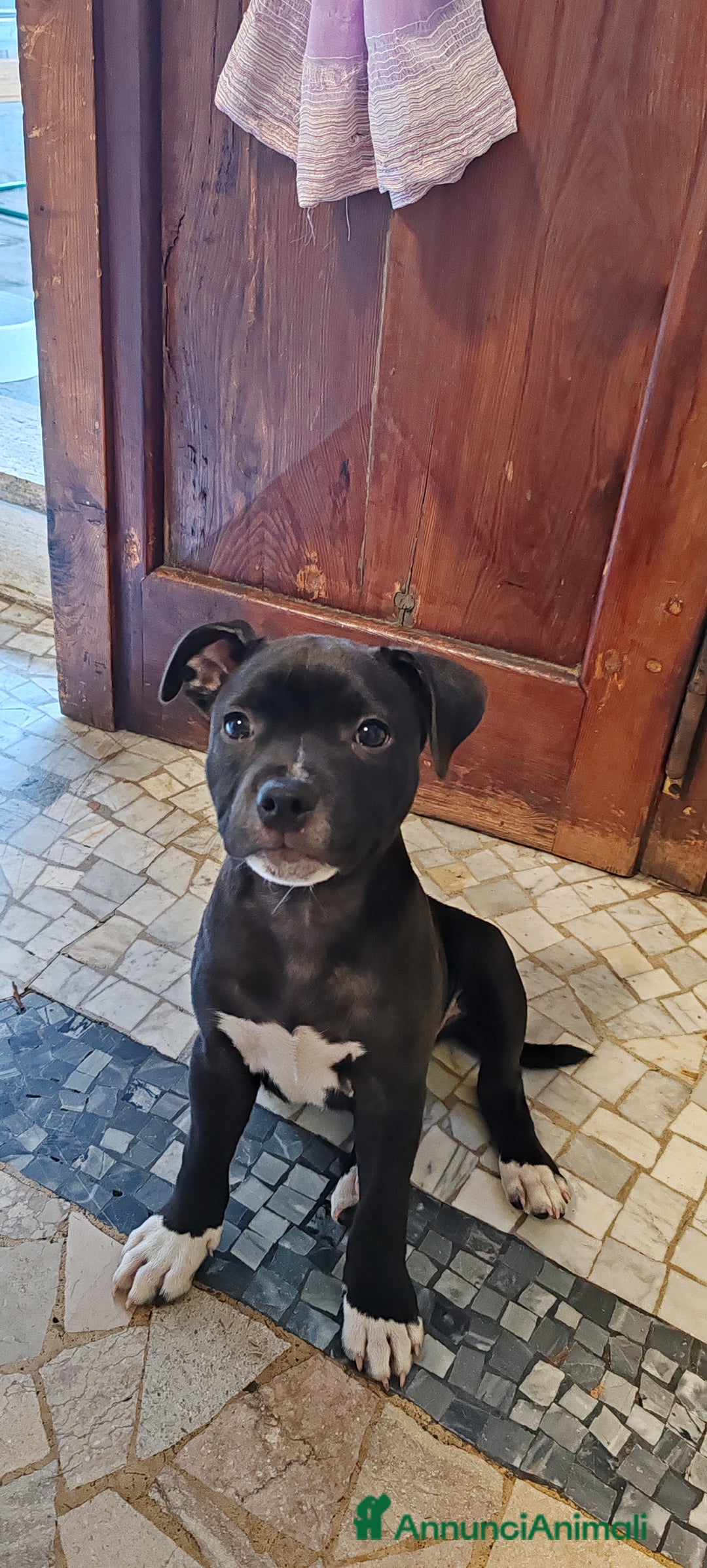 Staffordshire cani in vendita: Cucciolo di Staffy  a Provincia del Verbano-Cusio-Ossola - Immagine 1