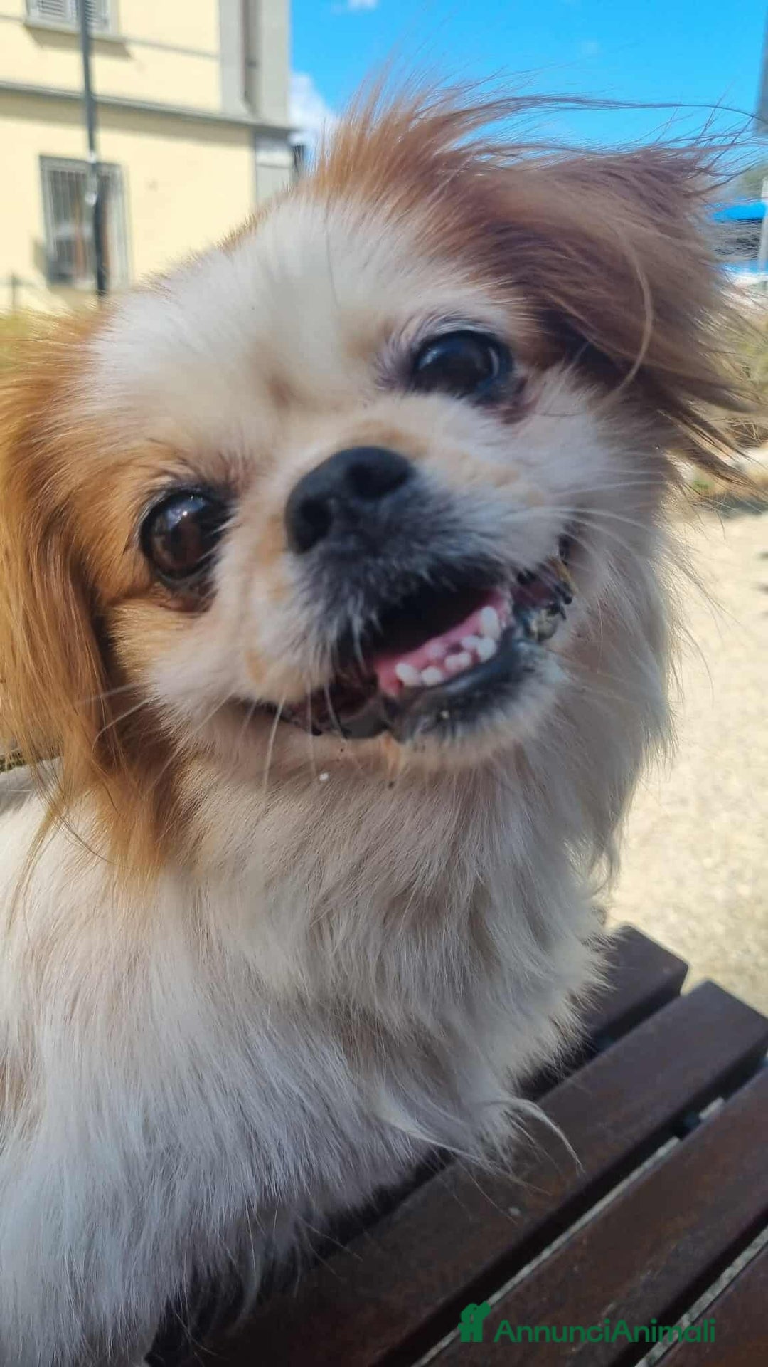 Pechinese cani in regalo: BRAD e ANGELINA, piccoli PECHINESI cercano casa! - Annuncio 9