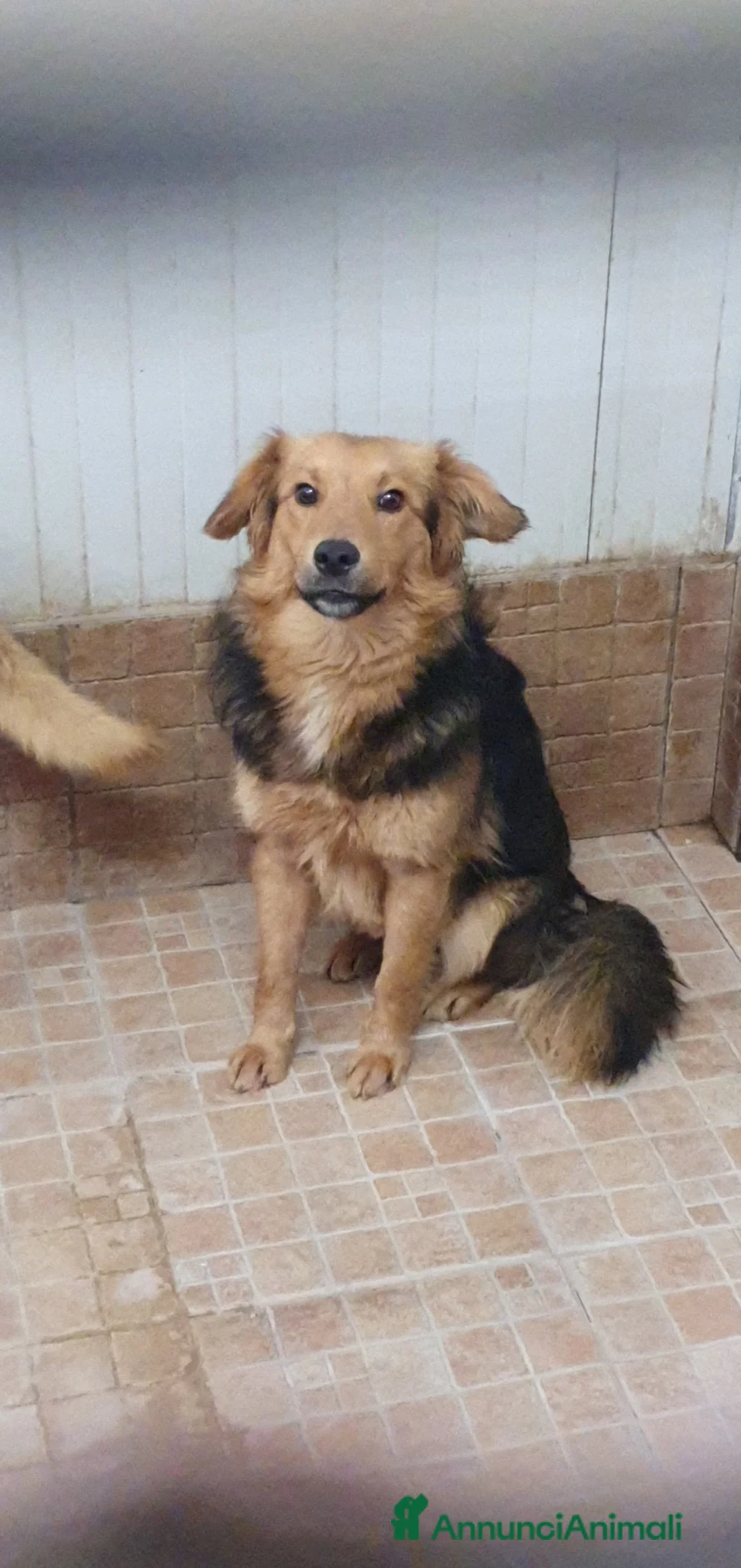 Volpino Italiano cani in regalo: Agatino in canile - Annuncio 1