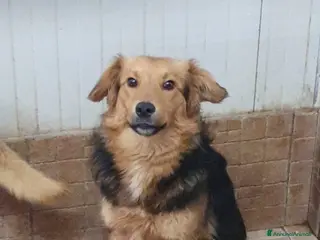 Volpino Italiano cani Agatino in canile - Annuncio 1