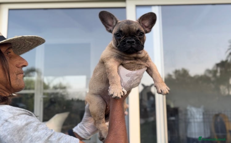 Bulldog Francese cani a Città metropolitana di Milano - Annuncio 13
