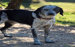 Segugio cani in regalo: VIRGINIA, una timida cagnolina  a Pomezia - Immagine 10