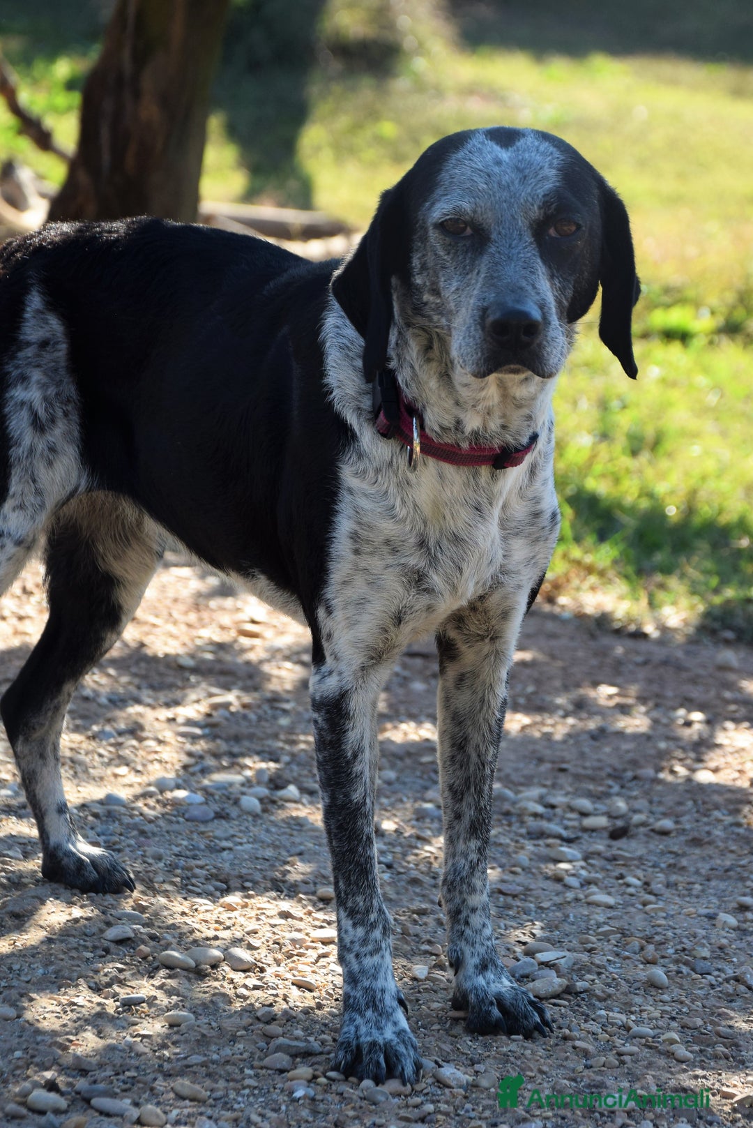 Segugio cani in regalo: VIRGINIA, una timida cagnolina  a Pomezia - Annuncio 10
