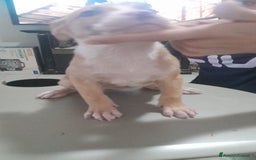 Pitbull cani in vendita: CUCCIOLI DI PITBULL a Provincia di Viterbo - Immagine 24