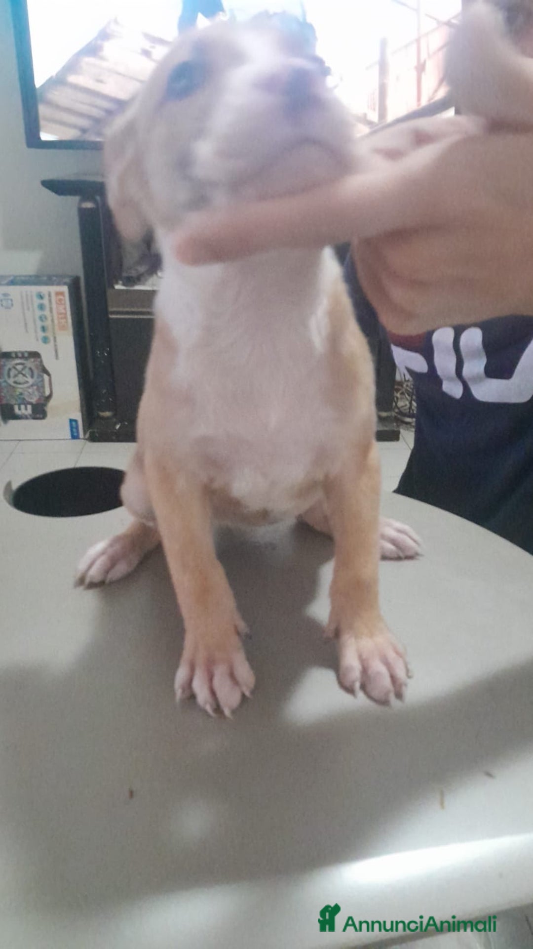 Pitbull cani in vendita: CUCCIOLI DI PITBULL a Provincia di Viterbo - Immagine 24