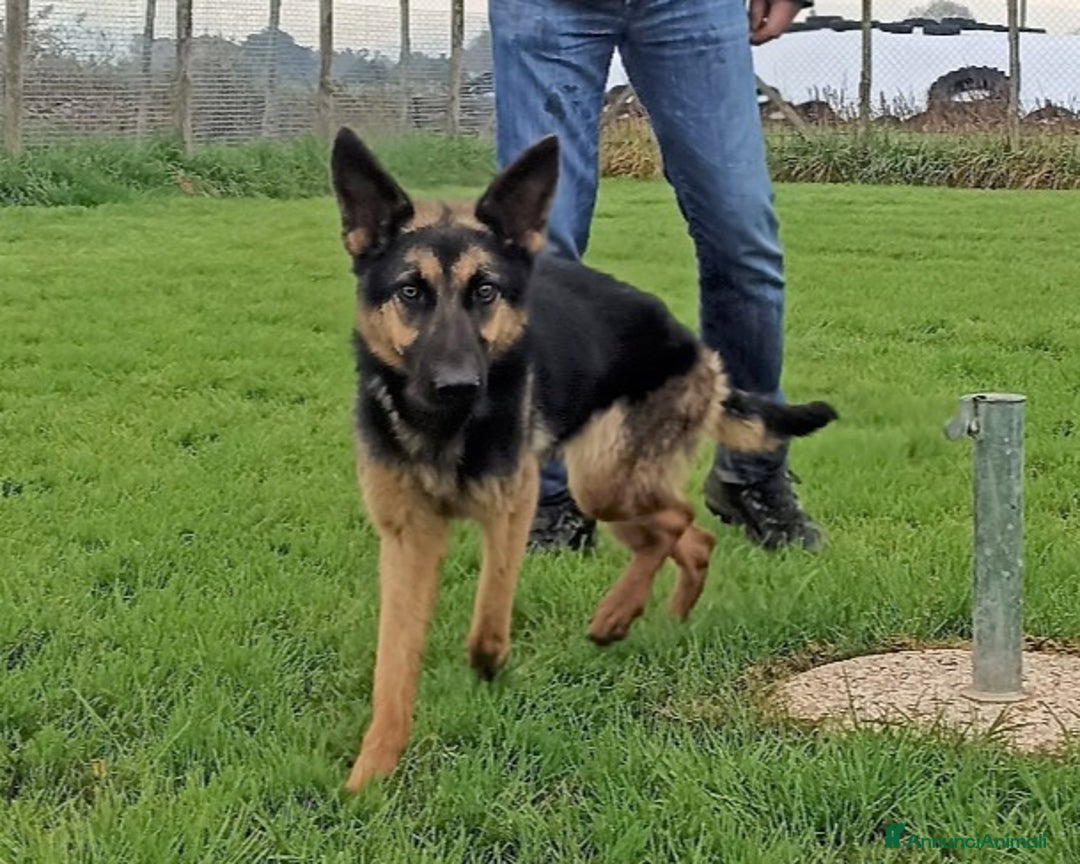 Meticcio cani in regalo: Lupetta, splendida lupetta cane femmina a Latina - Annuncio 1