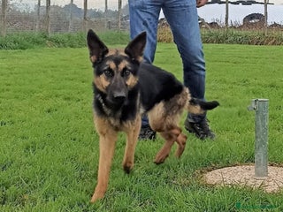 Meticcio cani Lupetta, splendida lupetta cane femmina a Latina - Annuncio 5