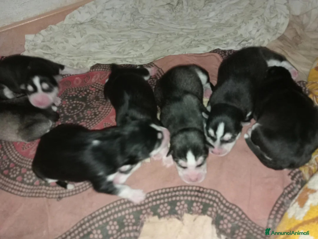 Husky cani in vendita: Cuccioli Di Siberian Husky  - Annuncio 6