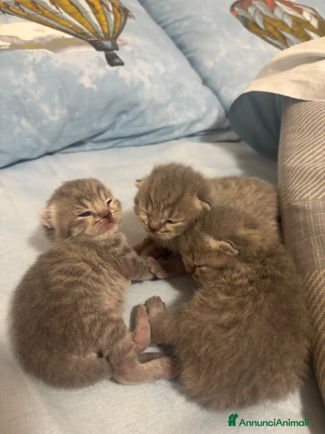 Scottish gatti in vendita: scottish maschietti a Provincia di Catanzaro - Annuncio 2