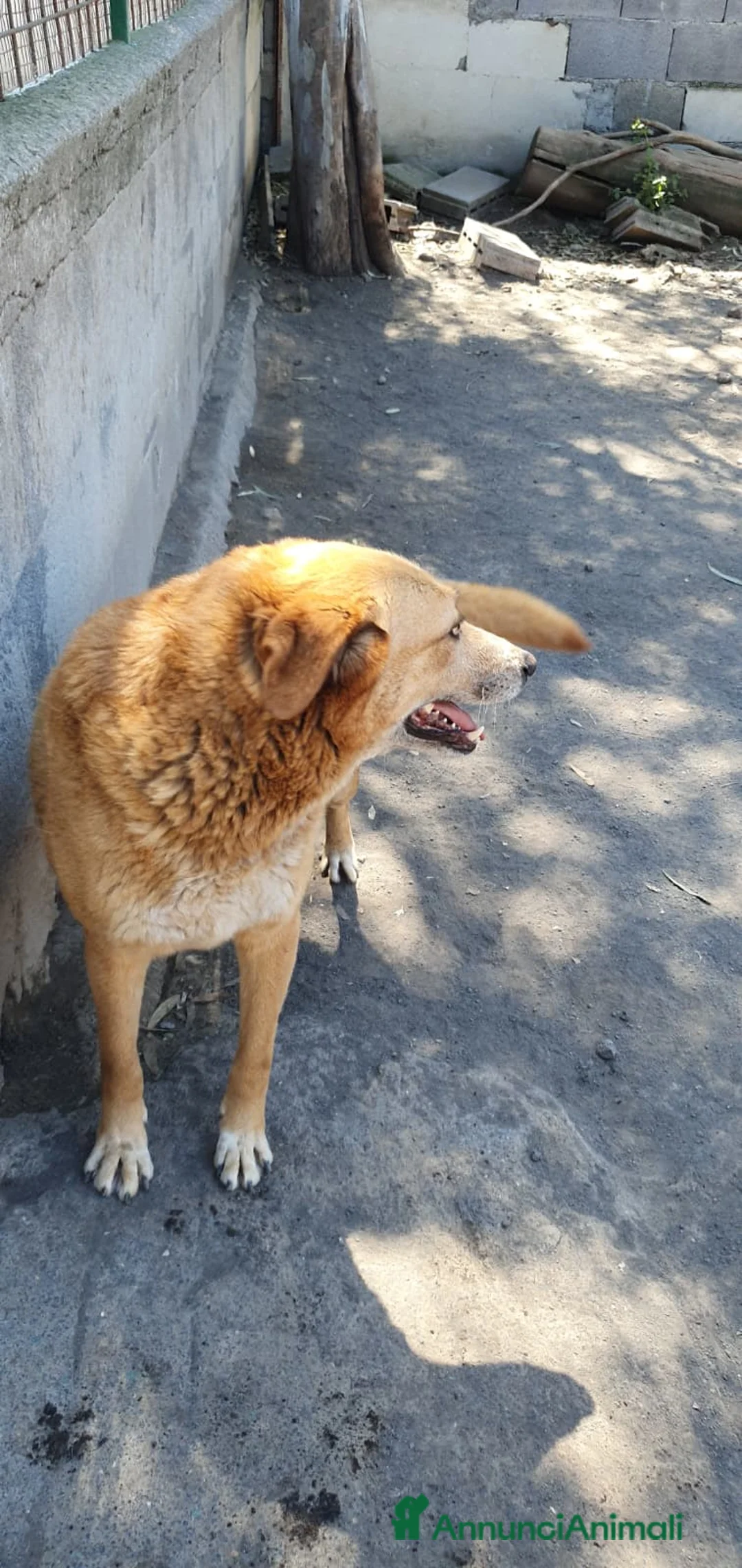 Meticcio cani in regalo: Orazio in Canile a Provincia di Rovigo - Annuncio 2
