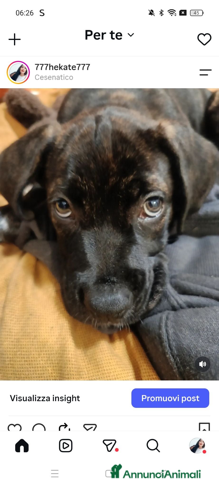Cane Corso cani Cucciola Cane Corso - Annuncio 2