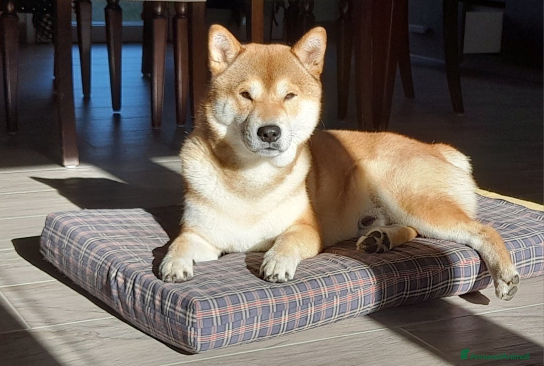 Shiba Inu cani per accoppiamento: YUKI CERCA FIDANZATA  - Annuncio 5