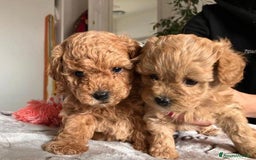 Meticcio cani in vendita: Cuccioli di Maltipoo - Immagine 4