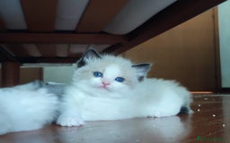 Ragdoll gatti in vendita: Cucciolo ragdoll  a Città metropolitana di Milano - Immagine 2