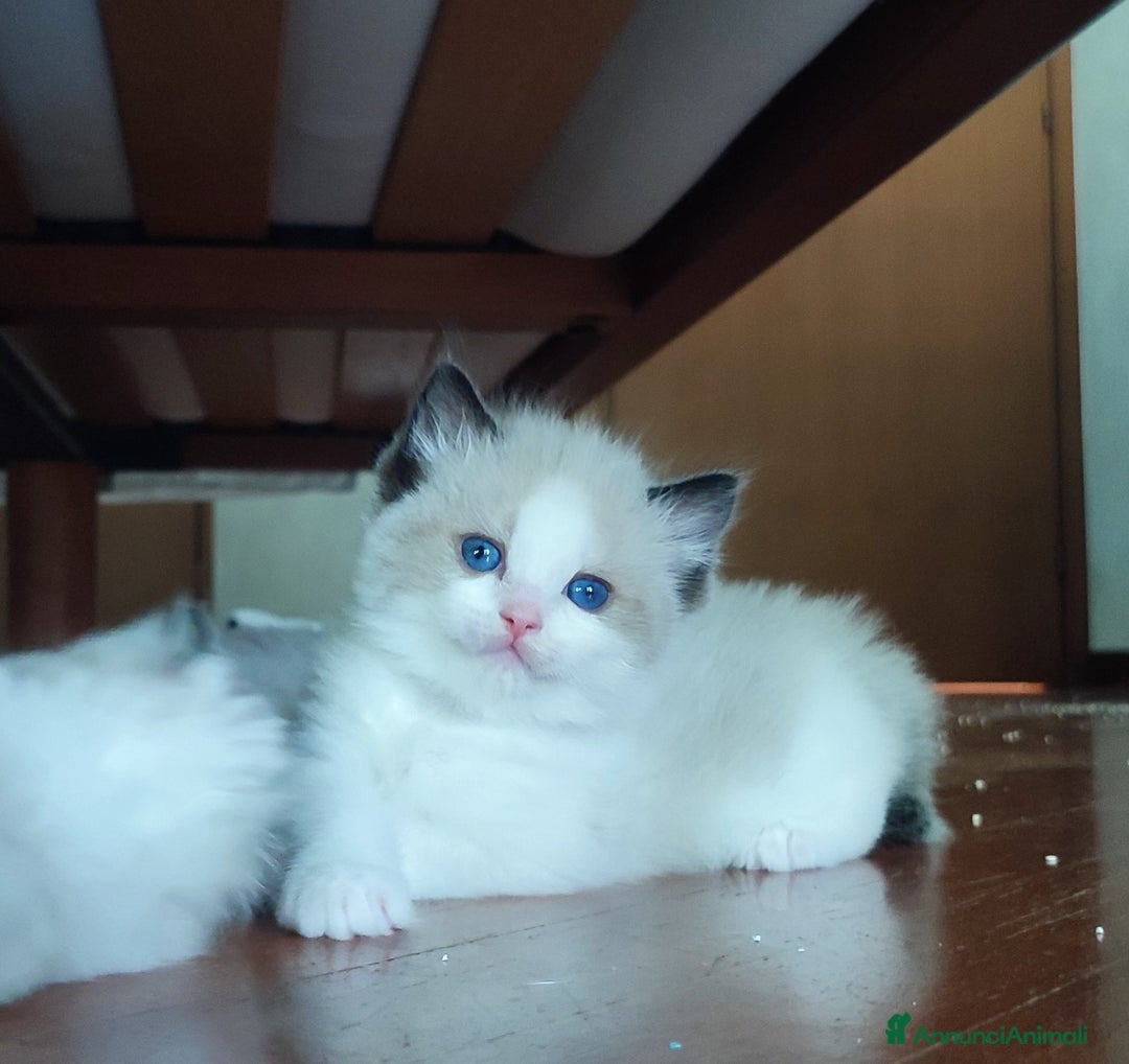 Ragdoll gatti in vendita: Cucciolo ragdoll  a Città metropolitana di Milano - Immagine 2