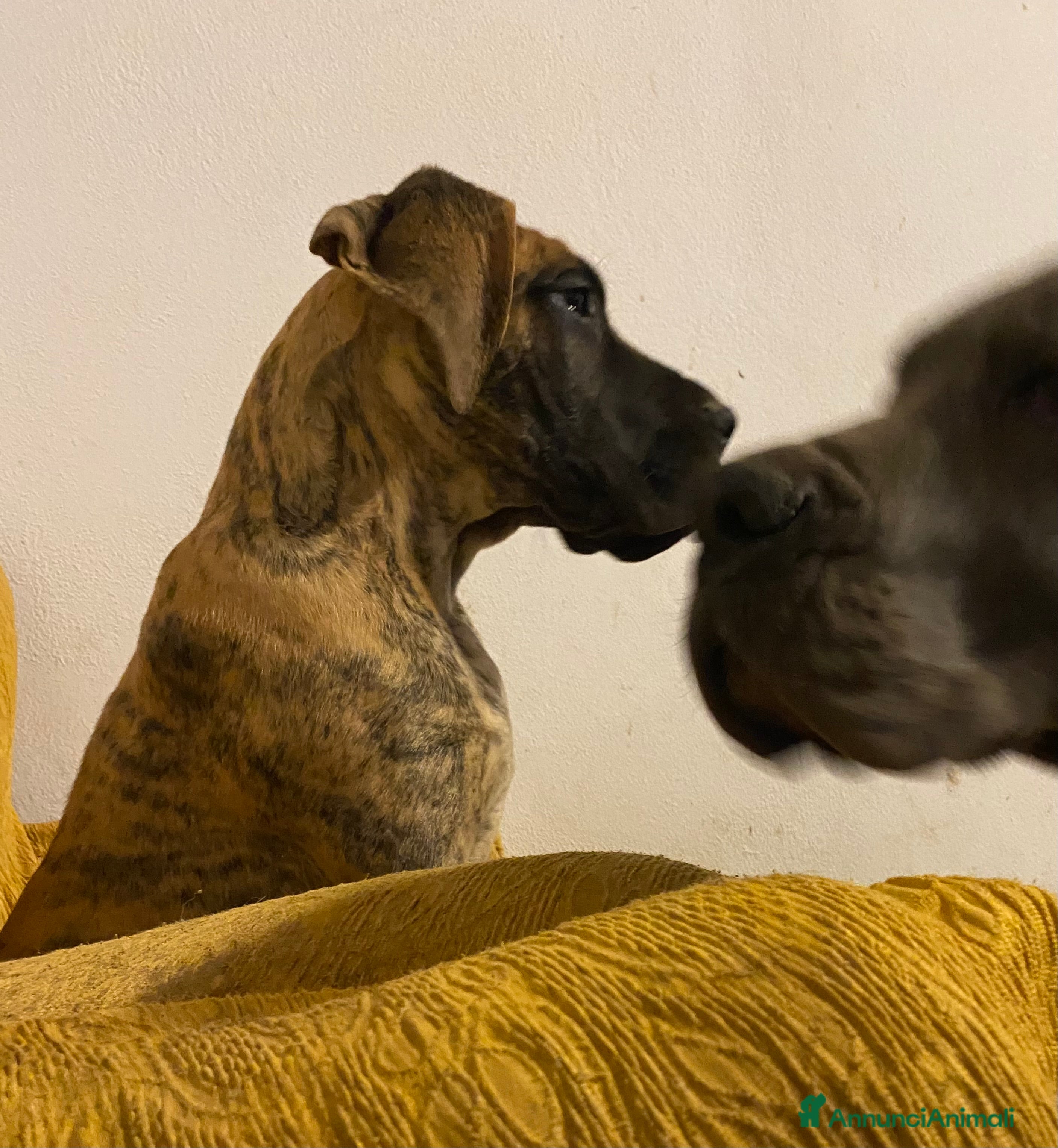 Alano cani Alano tigrato  - Annuncio 1