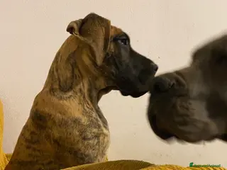 Alano cani Alano tigrato - Annuncio 37