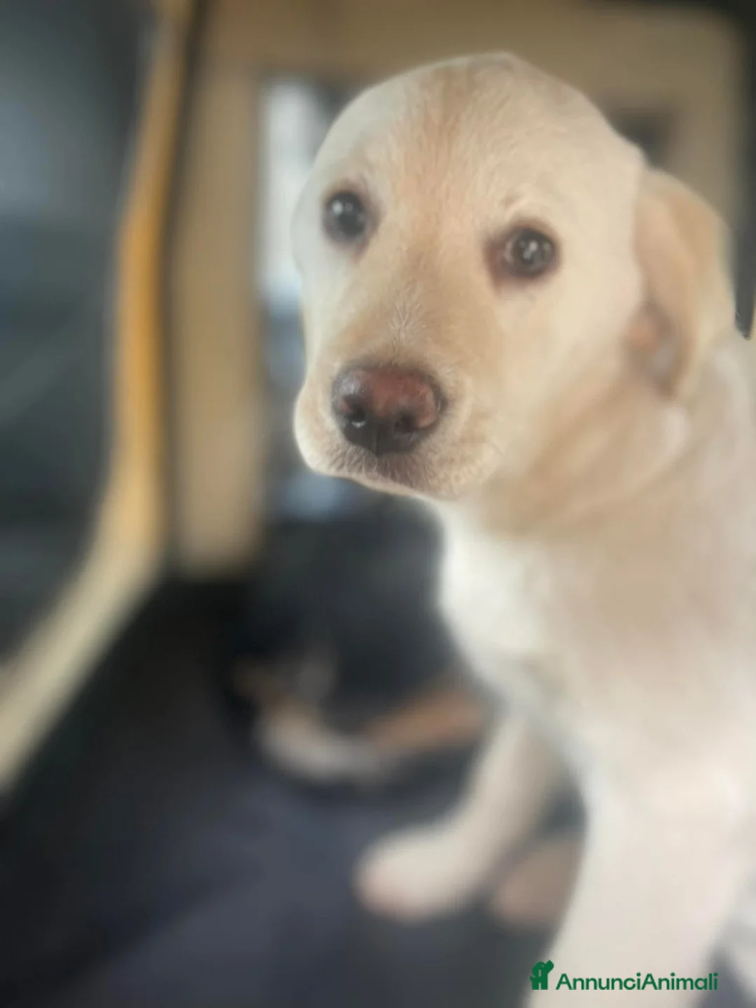 Meticcio cani in regalo: Mix Labrador, 4/5 mesi, EUGENIA dolce - Annuncio 1