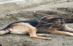 Pastore Tedesco cani in regalo: Pastore Tedesco 9anni sopravvissuto!!SICILIA  a Città metropolitana di Milano - Immagine 2