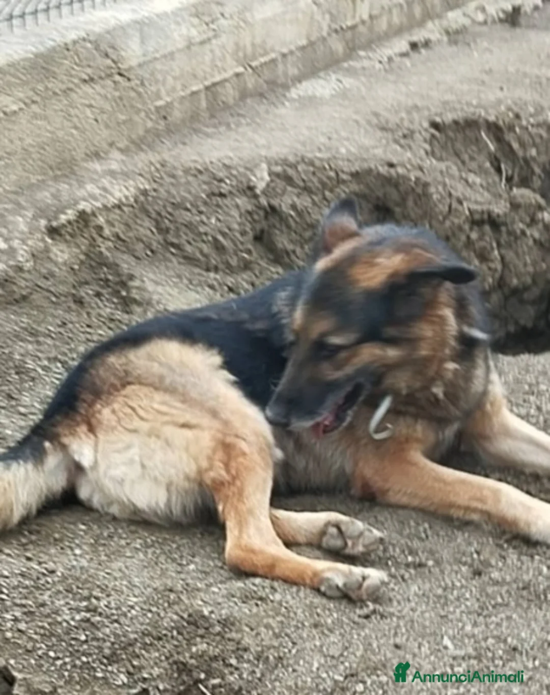 Pastore Tedesco cani in regalo: Pastore Tedesco 9anni sopravvissuto!!SICILIA  a Città metropolitana di Milano - Annuncio 2