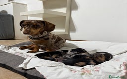 Bassotto cani in vendita: bassotto a Città metropolitana di Milano - Immagine 6