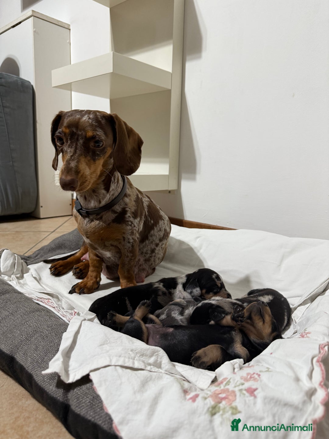 Bassotto cani in vendita: bassotto a Città metropolitana di Milano - Immagine 6