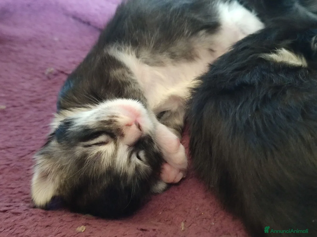 Maine Coon gatti in vendita: Gattini Maine Coon Allevamento Amatoriale  - Annuncio 15