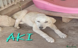 Meticcio cani in regalo:  AKI  - Immagine 12