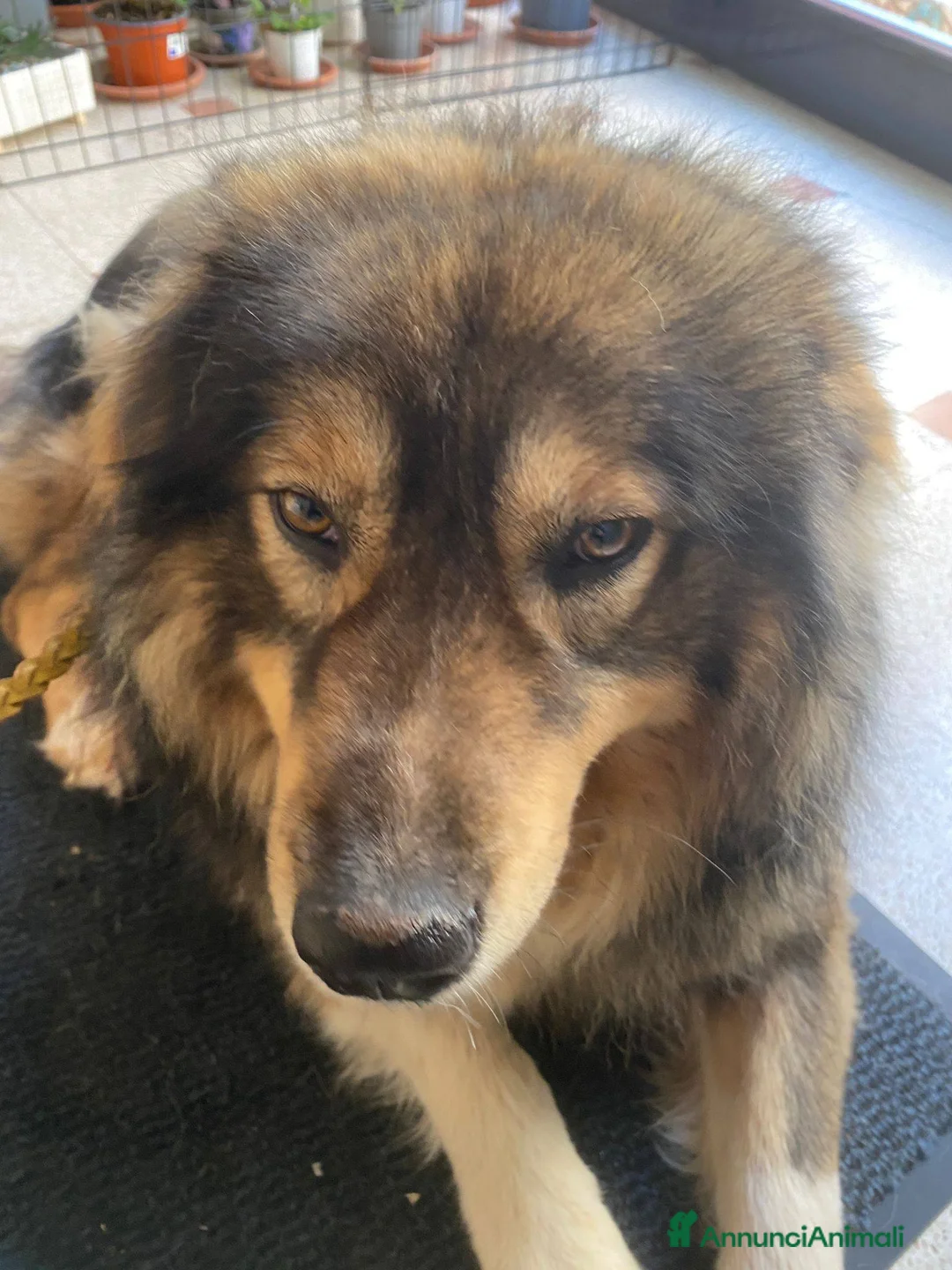 Pastore dei Carpazi cani in regalo: Max, gigante buono - Annuncio 2
